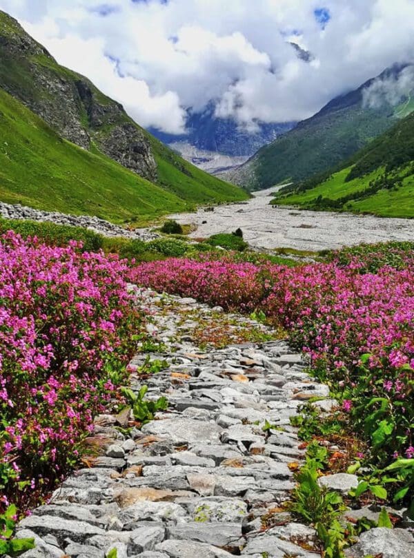 Valley of flowers