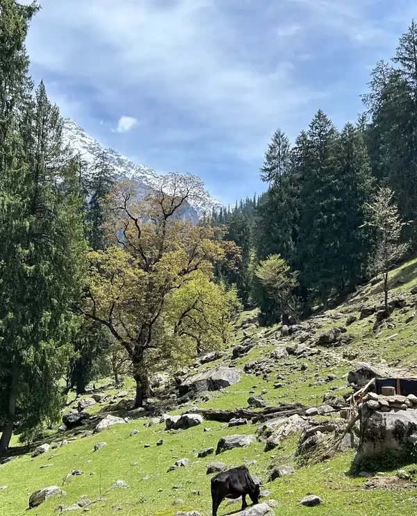 Kasol Tosh Kheerganga 2024 | Book Now ₹3499 | WDRLUST