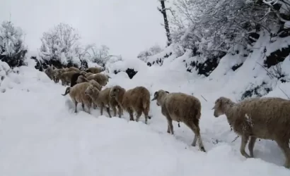 Kuari Pass Trek 2024 Best Time Height Distance Weather