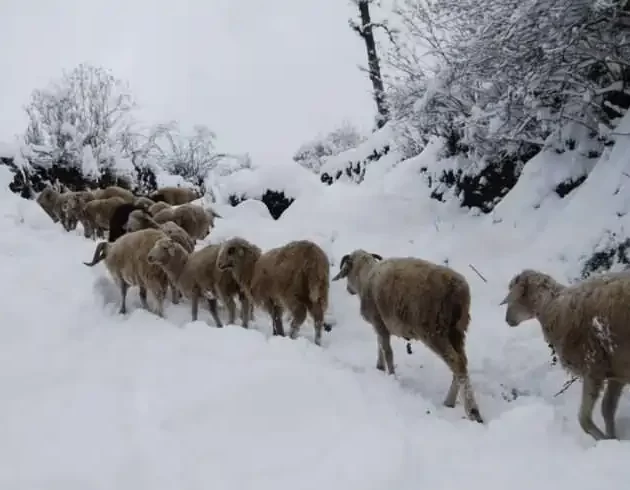 Kuari Pass Trek 2024 Best Time Height Distance Weather