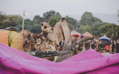 Pushkar Trip