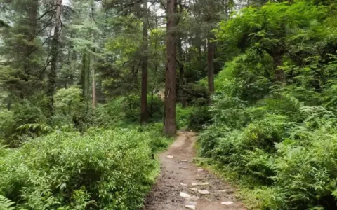 Kasol Grahan Trek